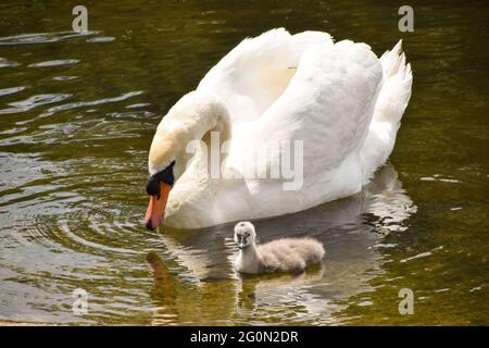 Londres, Royaume-Uni. 2 juin 2021. Un cygnet muet dans le parc St James's Park, dans le centre de Londres, par temps chaud alors que les températures continuent à augmenter. (Crédit : Vuk Valcic / Alamy Live News) Banque D'Images