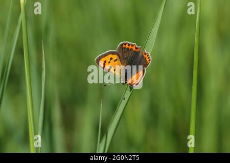 Un petit papillon en cuivre, Lycaena phlaeas, perché sur une lame d'herbe dans un pré. Banque D'Images