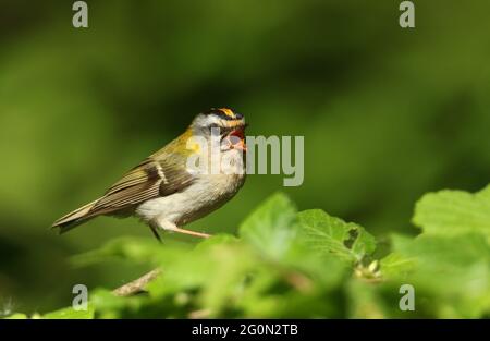 Un Firecrest chantant, Regulus ignicapillus, qui perce sur une branche d'un arbre. Banque D'Images