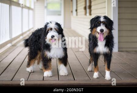 Deux mini chiots bernedoodle debout les uns à côté des autres sur un porche face à la caméra. L'un est meublé et l'autre n'est pas meublé Banque D'Images