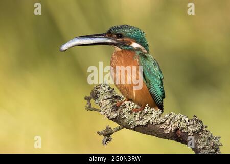 Mâle de kingfisher commun assis sur une branche avec le poisson pêché dans le bec. Banque D'Images