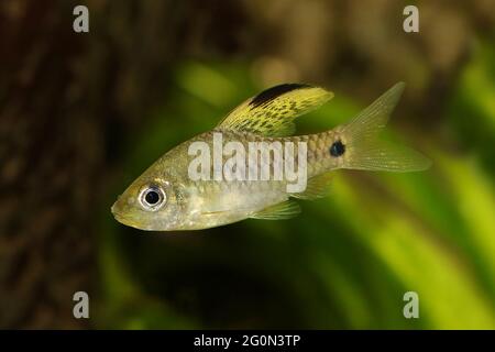 Champ de poisson à barbiche à ailettes de l'aquarium Oreichthys crenuchoides néon barbiche à nageoires hautes Banque D'Images