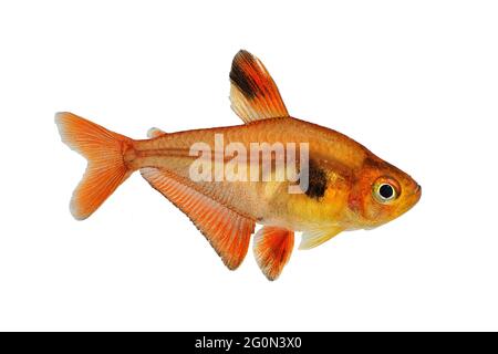 Serpae Tetra Aquarium poissons Hyphessobrycon eques bijou tetra Banque D'Images