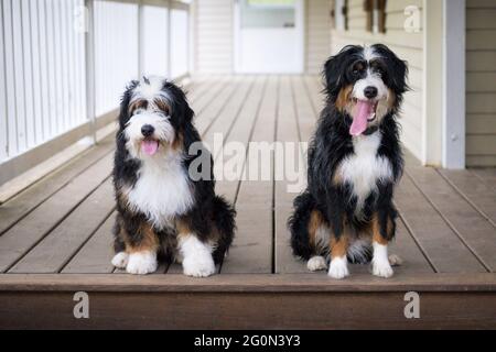 Deux mini chiots bernedoodle assis les uns à côté des autres sur un porche face à la caméra. L'un est meublé et l'autre n'est pas meublé Banque D'Images