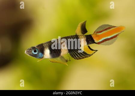 Clown killi bagués Panchax poisson killifish mâle Epiplatys annulatus poisson aquarium tropical Banque D'Images