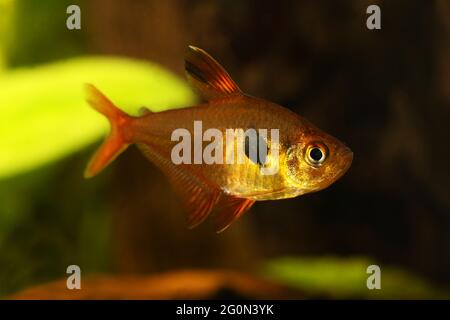 Serpae Tetra Aquarium poissons Hyphessobrycon eques bijou tetra Banque D'Images