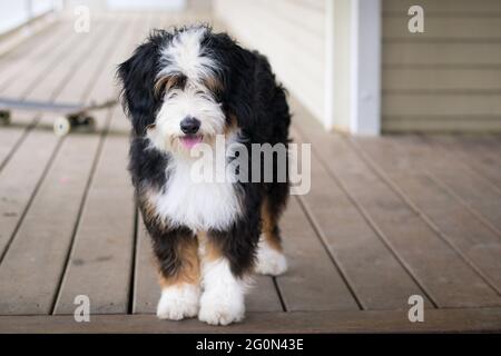 Mini Bernedoodle chiot debout sur un porche face à la caméra. Skateboard en arrière-plan Banque D'Images