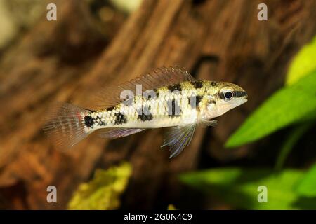 Damier Cichlid Dicrossus filamentosus aquarium poisson nain cichlid Banque D'Images