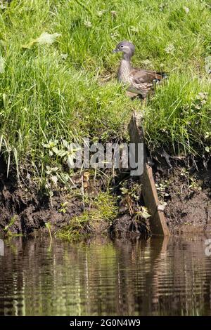 Faune du Royaume-Uni : canard mandarin féminin avec poussin se débaissant de la rivière Wharfe à Burley-in-Wharfedale Banque D'Images