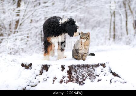 Mini bernedoodle tricolore et chat tabby debout sur une souche dans la neige regardant l'un l'autre Banque D'Images