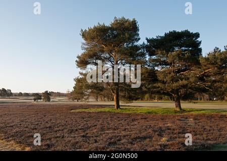 Vue sur la zone de bruyère jusqu'au 1er Fairway sur le nouveau parcours le matin, et vue sur les deux parcours de golf, le club de golf de Walton Heath, Walton-on-the-Hill Banque D'Images