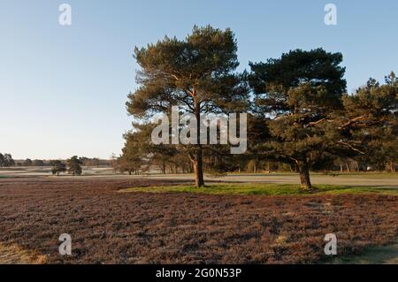 Vue sur la zone de bruyère jusqu'au 1er Fairway sur le nouveau parcours le matin, et vue sur les deux parcours de golf, le club de golf de Walton Heath, Walton-on-the-Hill Banque D'Images