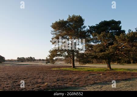 Vue sur la zone de bruyère jusqu'au 1er Fairway sur le nouveau parcours le matin, et vue sur les deux parcours de golf, le club de golf de Walton Heath, Walton-on-the-Hill Banque D'Images