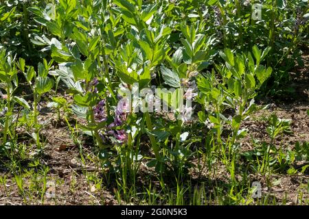 Un gros plan jeune de larges plantes de haricots en fleur Banque D'Images