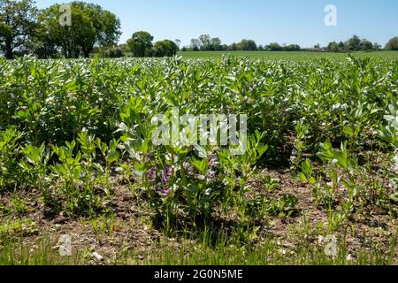 Une récolte de campagne de jeunes plants de haricots larges avec une ligne de forêt à l'horizon Banque D'Images