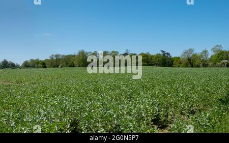 Un panorama d'une récolte de champ de haricots larges avec une ligne de forêt à l'horizon Banque D'Images