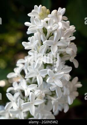Syringa vulgaris (lilas) un arbuste de jardin classique qui porte des fleurs tubulaires délicieusement parfumées qui capturent l'essence du printemps Banque D'Images