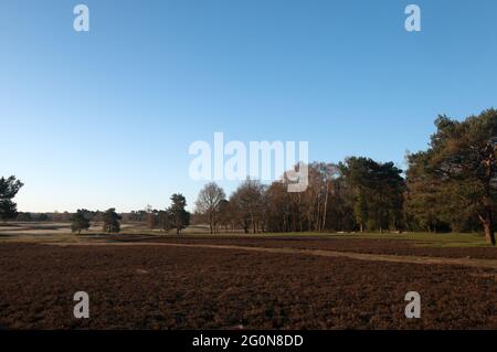 Vue sur la région de Heather jusqu'au 1er Green sur le nouveau parcours sur un club de golf Walton Heath matinal gelé, Walton-on-the-Hill, Surrey, Angleterre. Banque D'Images