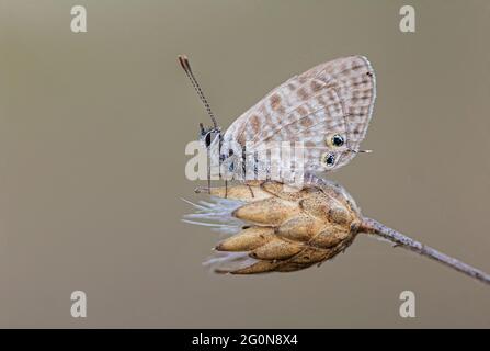 Bleu à queue courte ou bleu zébré commun de Lang (Leptotes piritthous). Banque D'Images
