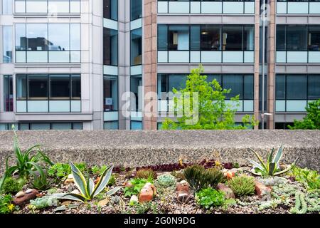 Succulents plantes succulentes poussant dans un jardin urbain sur le domaine Barbican et bâtiment de bureau dans la ville de Londres Angleterre KATHY DEWITT Banque D'Images