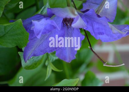 Clematis, Purple Clematis, Clematis Président, purement paisible et beau espace, Cambridge, Royaume-Uni Banque D'Images