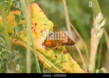 Grand papillon de l'hespérie au repos sur une feuille jaune pendant l'été. Hertfordshire, Angleterre, Royaume-Uni. Banque D'Images