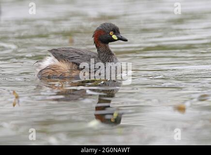 La Grebe australasienne (Tachybaptus novaehollandiae novaehollandiae), en gros plan du sud-est adulte du Queensland, en Australie Janvier Banque D'Images