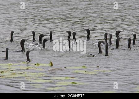 Le petit Cormorant noir (Phalacrocorax sulcirostris) se nourrit collectivement du sud-est du Queensland, en Australie Janvier Banque D'Images