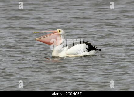 Australien Pelican (Pelecanus oscillatus) adulte nageant avec la facture ouverte et la poche gonflée après avoir avalé dans le sud-est du Queensland, en Australie Banque D'Images