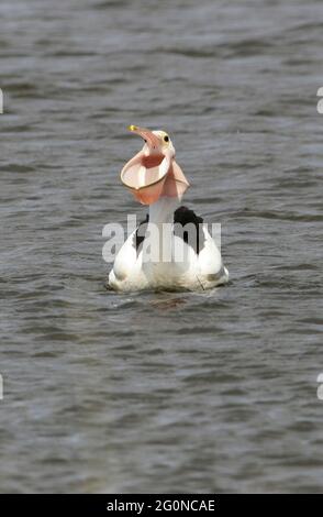 Australien Pelican (pelecanus oscillatus) adulte nageant avec la facture ouverte dans le processus d'avaler le sud-est du Queensland, Australie Janvier Banque D'Images