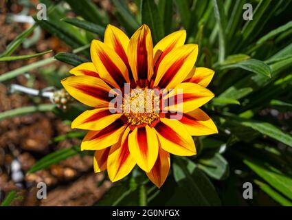 Fleur jaune avec bandes orange marron. Gazania ou fleur de Trésor en pleine fleur, Gazania rigens (alias: Gazania splendens) Banque D'Images