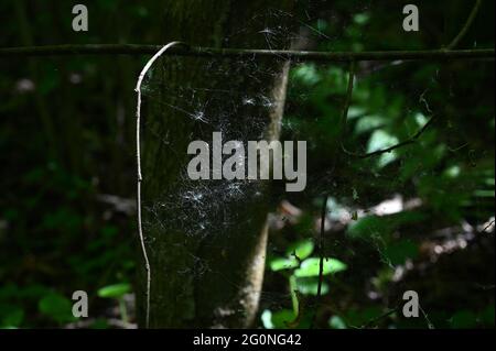 Une toile d'araignée dans une forêt entre des branches d'arbre avec un arrière-plan flou. Banque D'Images