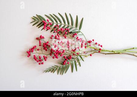 Branche mûre rouge ashberry sur fond blanc Banque D'Images