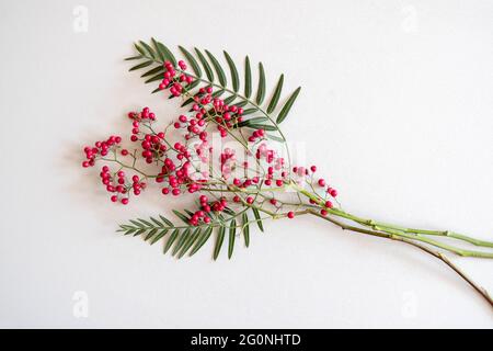 Branche mûre rouge ashberry sur fond blanc Banque D'Images