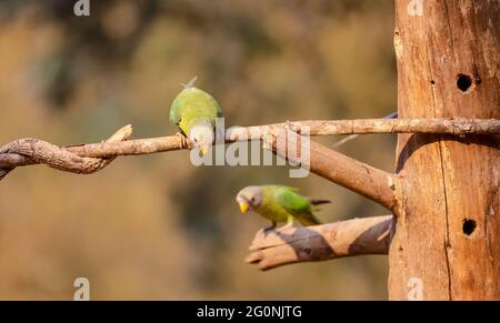 Perruche à tête grise (Psittacula finschii) oiseau dans la forêt de Sattal, Uttarakhand. Banque D'Images