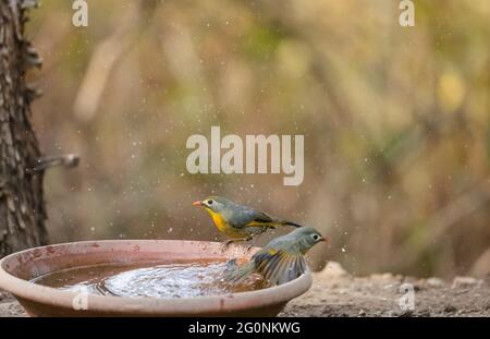 leiothrix à bec rouge (Leiothrix lutea) oiseau perçant sur un pot d'eau dans la zone forestière. Banque D'Images