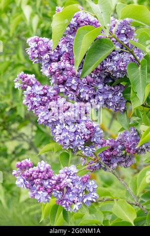 Syringa vulgaris ami Schott lilas en fleurs Syringa lilas français Syringa lilas Syringa vulgaris Banque D'Images