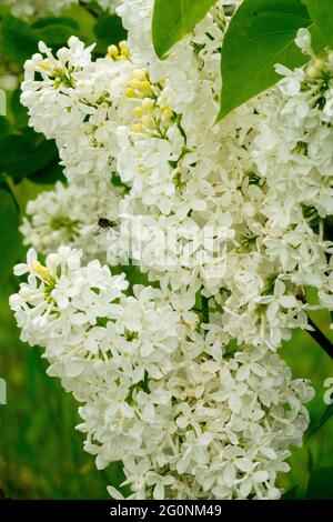 Blanc lilas Syringa vulgaris Kate Harlin fleurs de jardin Syringa vulgaris fleur arbuste printanier Syringa Banque D'Images