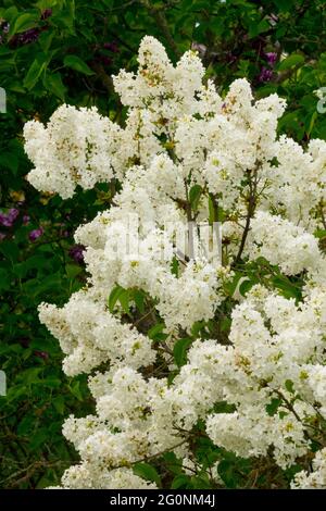 Syringa vulgaris Königin Luise blanc lilas français fleur lilas printemps Syringa arbuste aux fleurs parfumées Banque D'Images