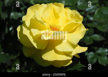 Rose, Rosen, Rosa sp., rózsa, Budapest, Hongrie, Magyarország, Europe Banque D'Images