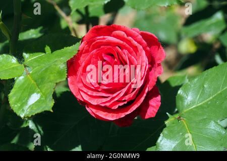 Rose, Rosen, Rosa sp., rózsa, Budapest, Hongrie, Magyarország, Europe Banque D'Images