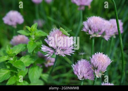 Une sauterelle verte est assise sur une fleur de ciboulette. Banque D'Images