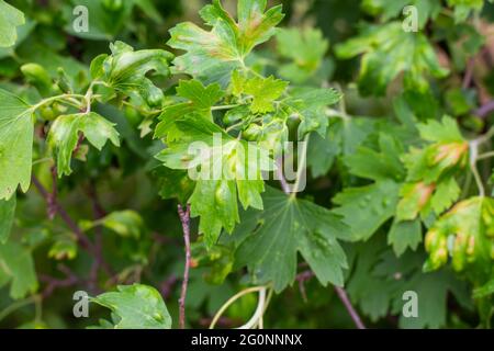 Feuilles de cassis affectées par l'Anthracnose. Maladies des arbres fruitiers et lutte antiparasitaire. Banque D'Images