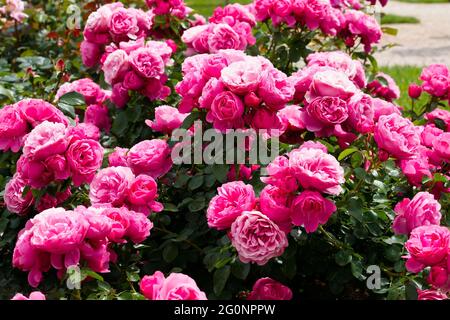 Rosiers Leonardo da Vinci. Roses en fleur en mai, roses. Banque D'Images