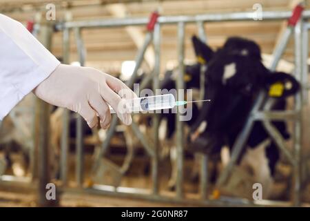 Médecin vétérinaire main dans un gant uniforme et protecteur tenant la seringue avec le vaccin pour la vaccination des vaches Banque D'Images