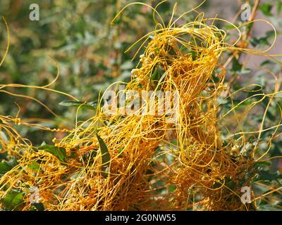 Le grand dodder ou le dodder européen, plante parasite. Cuscuta europaea Banque D'Images