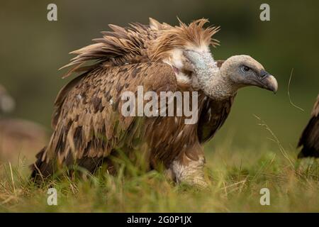 Portrait de Griffon Vulture (Gyps fulvus), Castille et Leon, Espagne. Banque D'Images