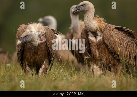 Portrait de Griffon Vulture (Gyps fulvus), Castille et Leon, Espagne. Banque D'Images