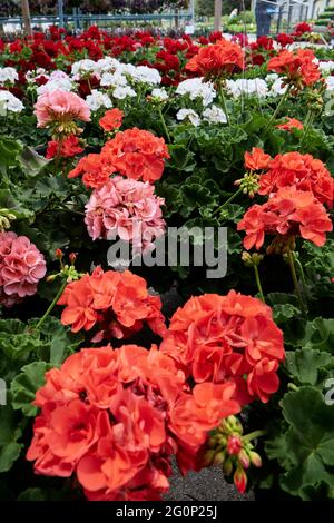 Le pelargonium hortorum blanc, rose et rouge, également connu sous le nom de géraniums zonaux croissant dans des postes dans un jardin extérieur à Montgomery Alabama, États-Unis. Banque D'Images