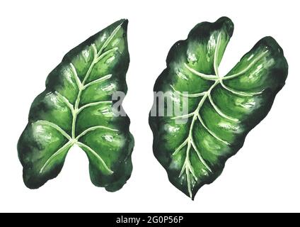 Feuilles vertes de plantes exotiques tropicales ou de la jungle d'Alocasia. Illustration aquarelle dessinée à la main, isolée sur fond blanc Banque D'Images